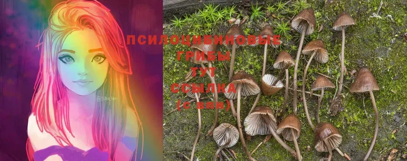 Галлюциногенные грибы Cubensis  omg онион  Бийск  закладка 